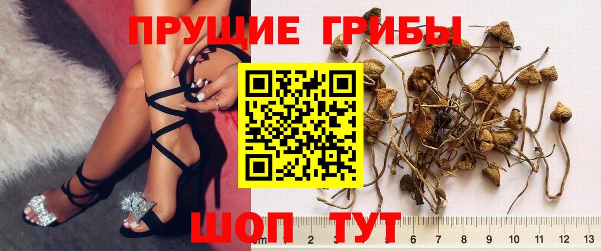 Галлюциногенные грибы GOLDEN TEACHER  Вход с VPN  Чита 